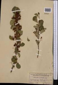 Cotoneaster multiflorus Bunge, Middle Asia, Pamir & Pamiro-Alai (M2) (Tajikistan)