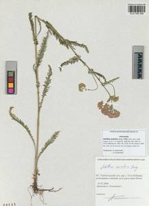 Achillea asiatica Serg., Siberia, Altai & Sayany Mountains (S2) (Russia)