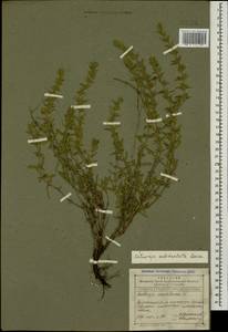 Satureja intermedia C.A.Mey., Caucasus, Dagestan (K2) (Russia)