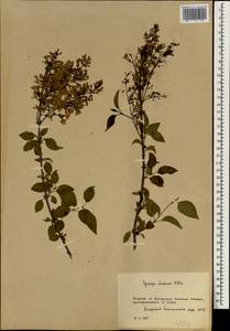 Syringa oblata subsp. oblata, South Asia, South Asia (Asia outside ex-Soviet states and Mongolia) (ASIA) (Russia)