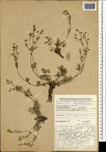 Potentilla multifida L., Mongolia (MONG) (Mongolia)