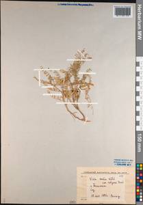 Vicia ervilia (L.)Willd., Middle Asia, Syr-Darian deserts & Kyzylkum (M7) (Uzbekistan)