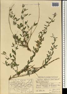 Lespedeza davurica (Laxm.)Schindl., Mongolia (MONG) (Mongolia)