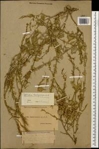 Alliaria taurica (Adam) V. I. Dorof., Caucasus, Dagestan (K2) (Russia)