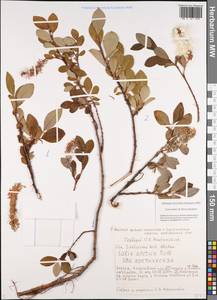 Salix arctica Pall., Siberia, Yakutia (S5) (Russia)