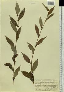 Salix rorida Laksch., Siberia, Baikal & Transbaikal region (S4) (Russia)