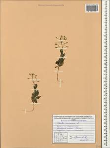 Draba nemorosa L., Crimea (KRYM) (Russia)