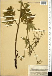 Eleutherospermum cicutarium (M. Bieb.) Boiss., Caucasus, Armenia (K5) (Armenia)