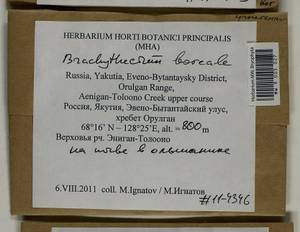 Brachythecium boreale Ignatov, Bryophytes, Bryophytes - Yakutia (B19) (Russia)
