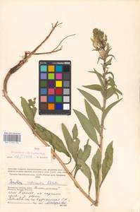 Oenothera × rubricaulis Kleb., Eastern Europe, Moscow region (E4a) (Russia)