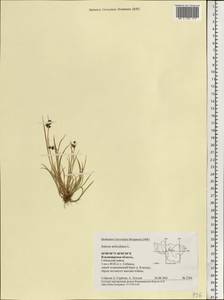 Juncus articulatus L., Eastern Europe, Central region (E4) (Russia)
