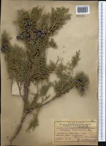 Juniperus excelsa subsp. polycarpos (K. Koch) Takht., Middle Asia, Pamir & Pamiro-Alai (M2) (Turkmenistan)