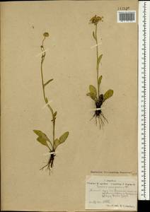 Tephroseris integrifolia (L.) Holub, Mongolia (MONG) (Mongolia)