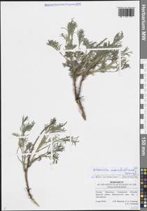 Artemisia marschalliana Spreng., Eastern Europe, Middle Volga region (E8) (Russia)