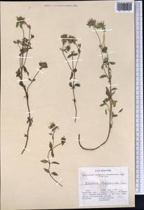 Ziziphora clinopodioides Lam., Middle Asia, Northern & Central Tian Shan (M4) (Kazakhstan)