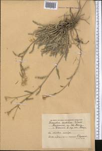 Tanacetum santolina C. Winkl., Middle Asia, Caspian Ustyurt & Northern Aralia (M8) (Kazakhstan)