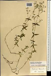 Galium boreale L., Mongolia (MONG) (Mongolia)