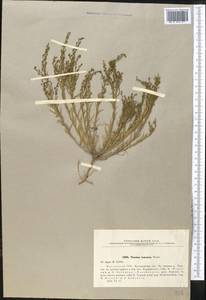 Thesium ramosum Hayne, Middle Asia, Northern & Central Kazakhstan (M10) (Kazakhstan)