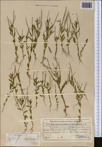 Epilobium tetragonum L., Middle Asia, Western Tian Shan & Karatau (M3) (Kazakhstan)