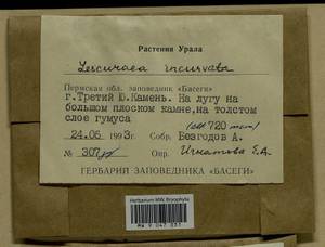 Lescuraea incurvata, Bryophytes, Bryophytes - Permsky Krai, Udmurt Republic, Sverdlovsk & Kirov Oblasts (B8) (Russia)