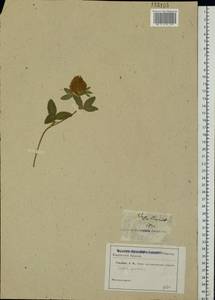 Trifolium pratense L., Eastern Europe, South Ukrainian region (E12) (Ukraine)