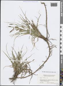 Carex hirta L., Eastern Europe, North-Western region (E2) (Russia)