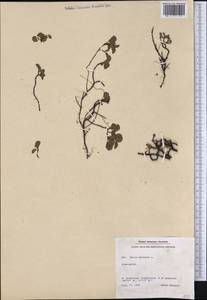 Salix herbacea L., America (AMER) (Greenland)