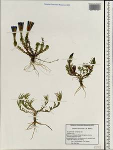 Gentiana sino-ornata I. B. Balf., South Asia, South Asia (Asia outside ex-Soviet states and Mongolia) (ASIA) (China)