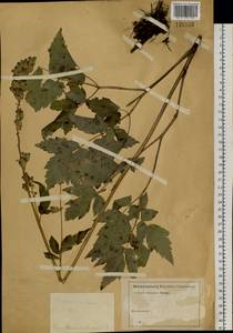 Actaea, Siberia (no precise locality) (S0) (Russia)