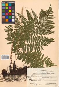 Diplazium sibiricum (Turcz. ex Kunze) Sa. Kurata, Siberia, Russian Far East (S6) (Russia)