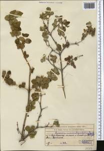 Lonicera nummulariifolia Jaub. & Spach, Middle Asia, Western Tian Shan & Karatau (M3) (Kazakhstan)