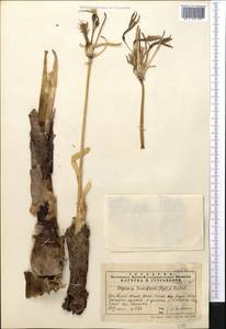 Ungernia sewerzowii (Regel) B.Fedtsch., Middle Asia, Western Tian Shan & Karatau (M3) (Kazakhstan)