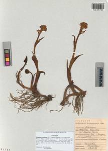 Petasites radiatus (J. F. Gmel.) J. Toman, Siberia, Altai & Sayany Mountains (S2) (Russia)