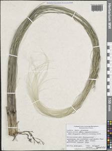 Stipa dasyphylla (Lindem.) Czern. ex Trautv., Eastern Europe, Central forest-and-steppe region (E6) (Russia)