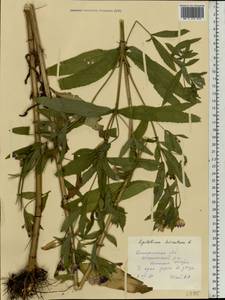 Epilobium hirsutum L., Eastern Europe, Central forest region (E5) (Russia)