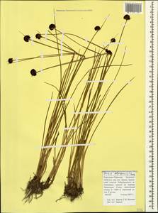 Juncus alpigenus C. Koch, Caucasus, Stavropol Krai, Karachay-Cherkessia & Kabardino-Balkaria (K1b) (Russia)