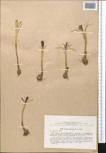 Crocus alatavicus Regel & Semen., Middle Asia, Western Tian Shan & Karatau (M3) (Uzbekistan)