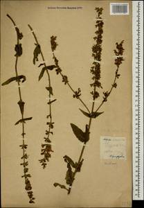 Salvia virgata Jacq., Caucasus (no precise locality) (K0)