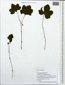 Rubus chamaemorus L., Eastern Europe, North-Western region (E2) (Russia)