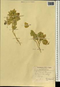 Althaea, South Asia, South Asia (Asia outside ex-Soviet states and Mongolia) (ASIA) (Iran)