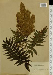 Sorbaria sorbifolia (L.) A. Braun, Botanic gardens and arboreta (GARD) (Russia)