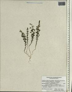 Linaria cretacea Fisch. ex Spreng., Eastern Europe, Central forest-and-steppe region (E6) (Russia)