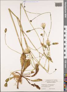 Hypochaeris radicata L., Eastern Europe, Central region (E4) (Russia)