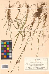 Carex vaginata var. petersii (C.A.Mey. ex F.Schmidt) Akiyama, Siberia, Chukotka & Kamchatka (S7) (Russia)