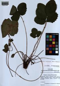 Fragaria × ananassa (Weston) Rozier, Siberia, Altai & Sayany Mountains (S2) (Russia)