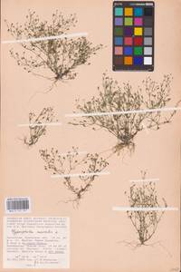 Psammophiliella muralis (L.) Ikonn., Middle Asia, Caspian Ustyurt & Northern Aralia (M8) (Kazakhstan)