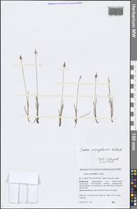 Carex microglochin Wahlenb., Siberia, Baikal & Transbaikal region (S4) (Russia)