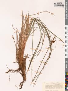 Carex middendorffii F.Schmidt, Siberia, Chukotka & Kamchatka (S7) (Russia)