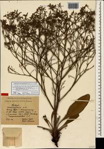 Limonium meyeri (Boiss.) Kuntze, Crimea (KRYM) (Russia)