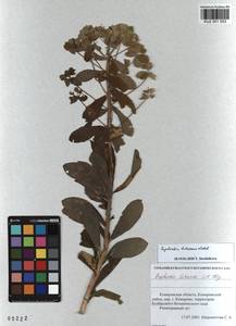 KUZ 001 553, Euphorbia pilosa L., Siberia, Altai & Sayany Mountains (S2) (Russia)